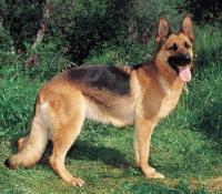 Bobby, Police Dog
