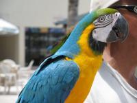 parrotcloseup