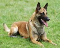 belgian-malinois
