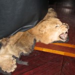 A lion-skin within Kelly's Bar, beneath the piano.