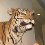 Mounted tiger head on the wall of "Kelly's" Bar.